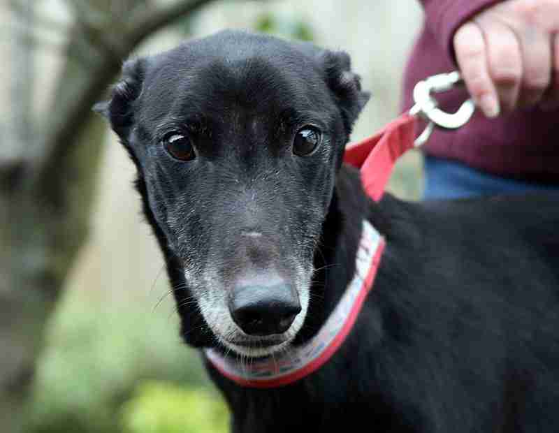 Greyhound Dogs for Adoption and Rescue