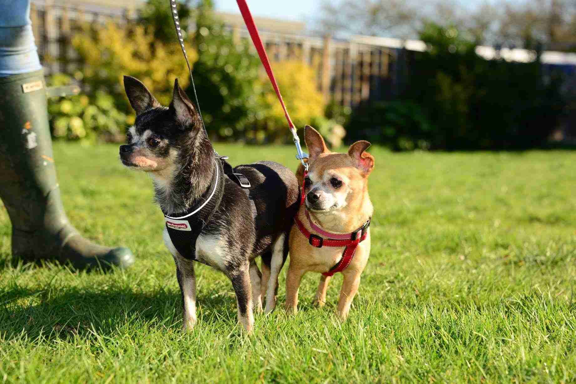 Posts by Pupcakes Rescue Lincolnshire Dogs for Adoption & Rescue