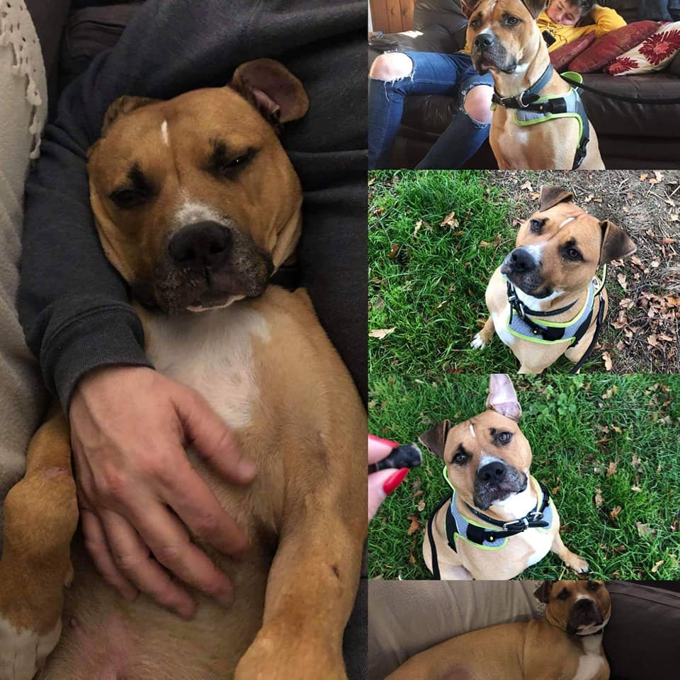 Simba – 3 year old male Staffordshire Bull Terrier Cross ...