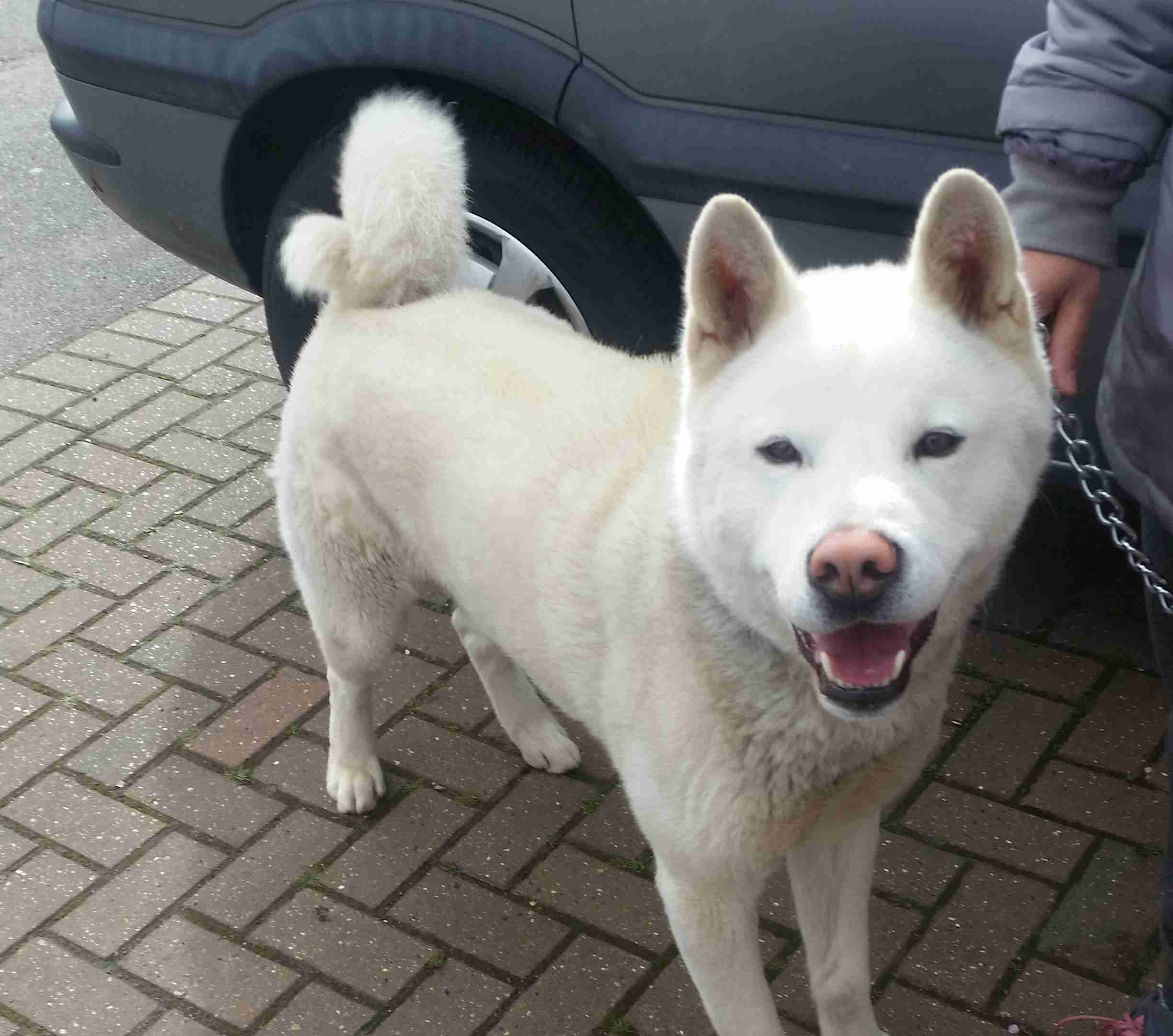 Posts by Friends of Akitas Trust UK Dogs for Adoption & Rescue