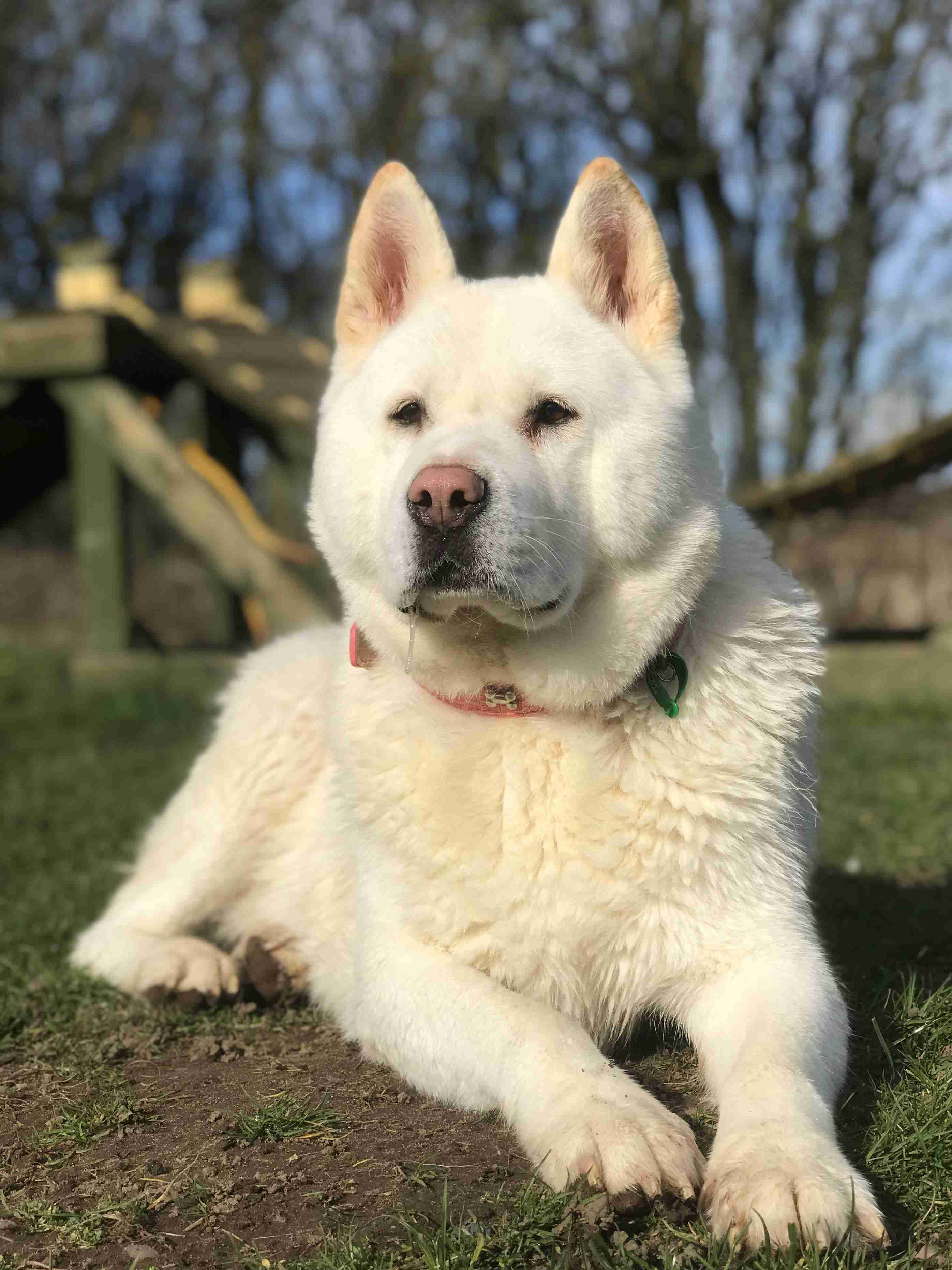 Posts by Jerry Green Dog Rescue Nottinghamshire Dogs for Adoption