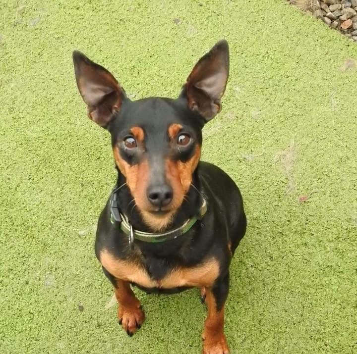 Tiny Tim – 2 year old male Miniature Pinscher dog for adoption