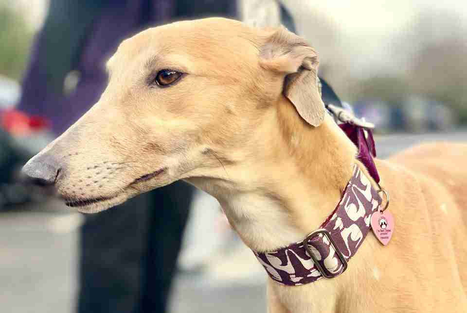 Posts by Northern Greyhound Rescue Dogs for Adoption & Rescue