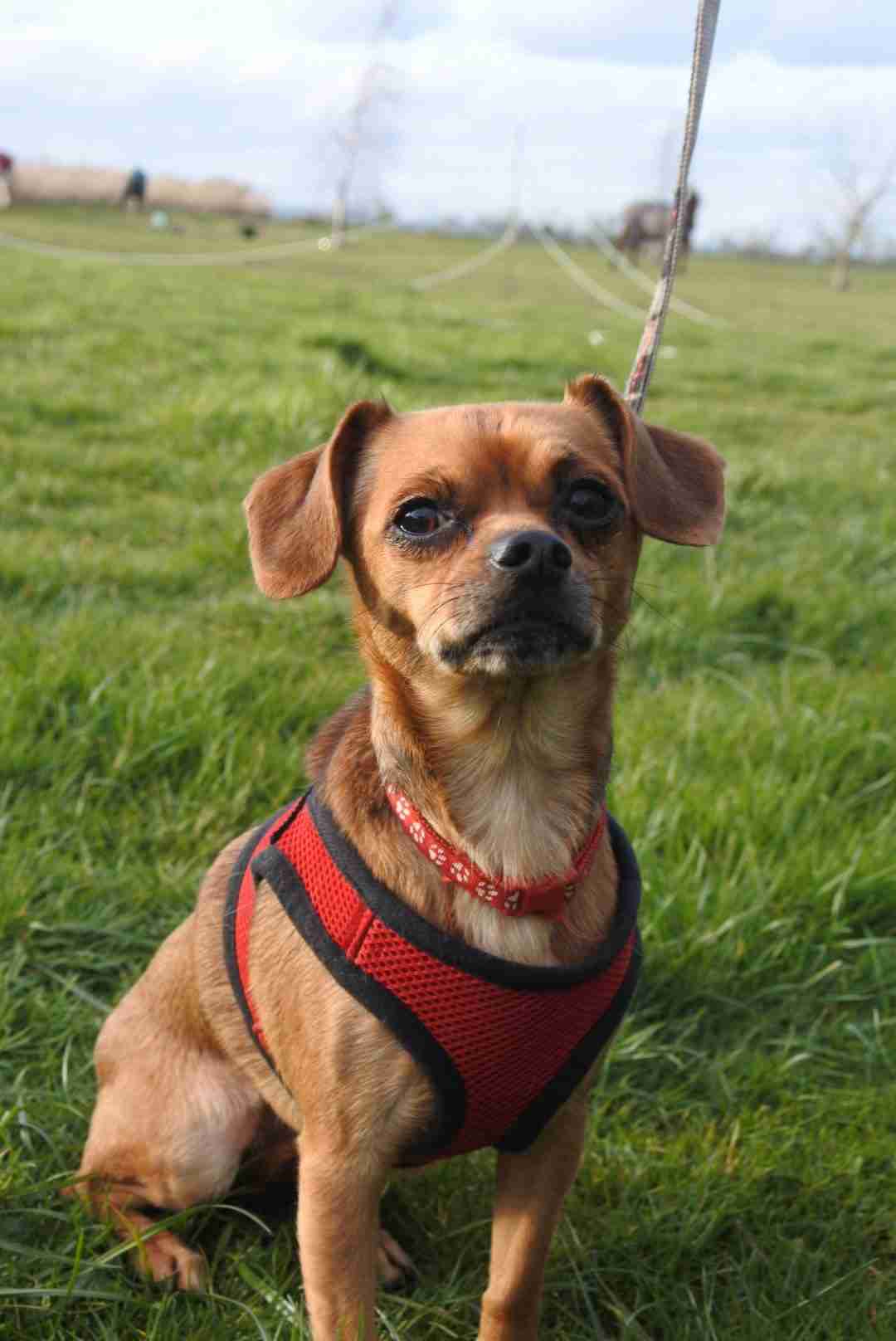 Posts by Pupcakes Rescue Lincolnshire Dogs for Adoption & Rescue