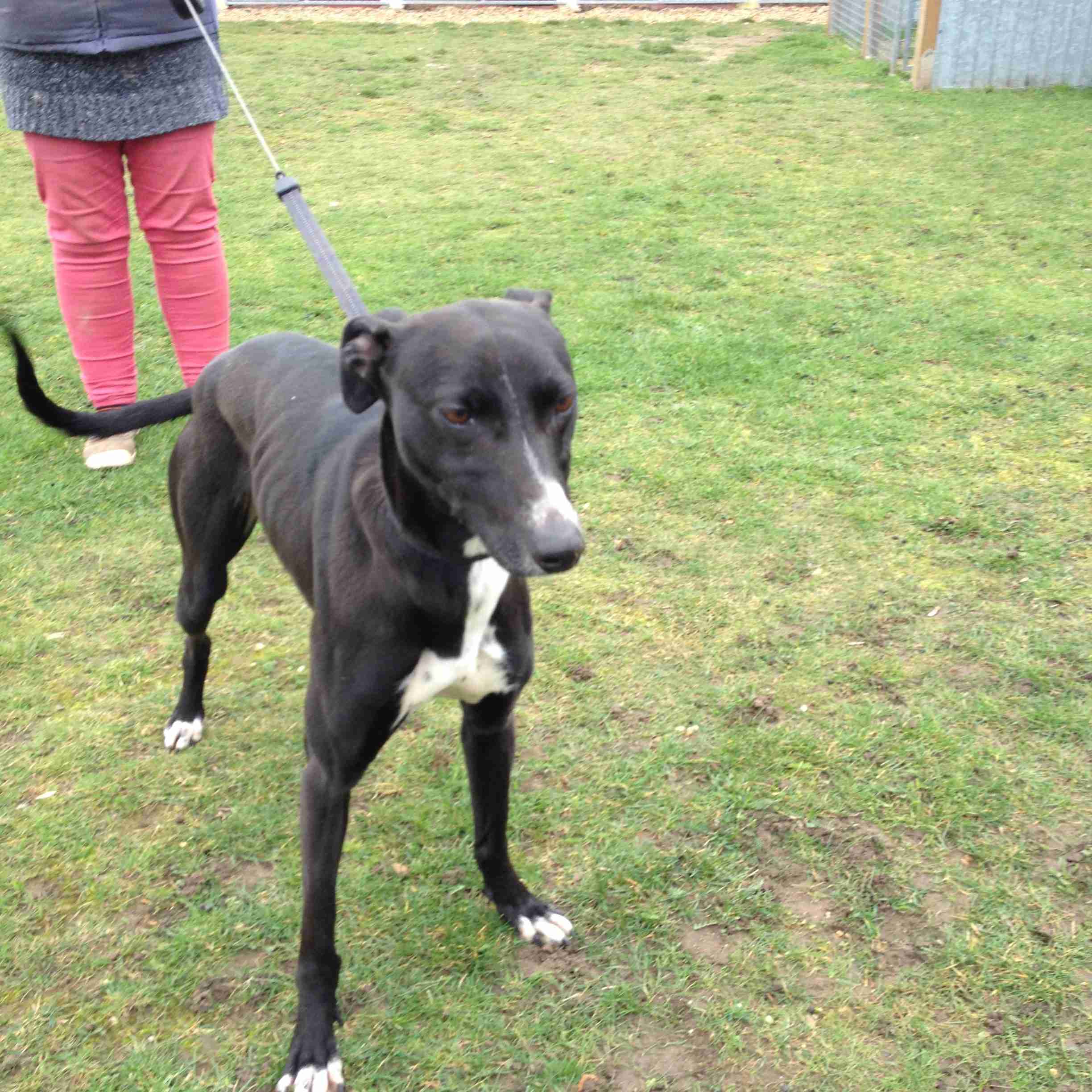 Duke 34 year old male Lurcher dog for adoption