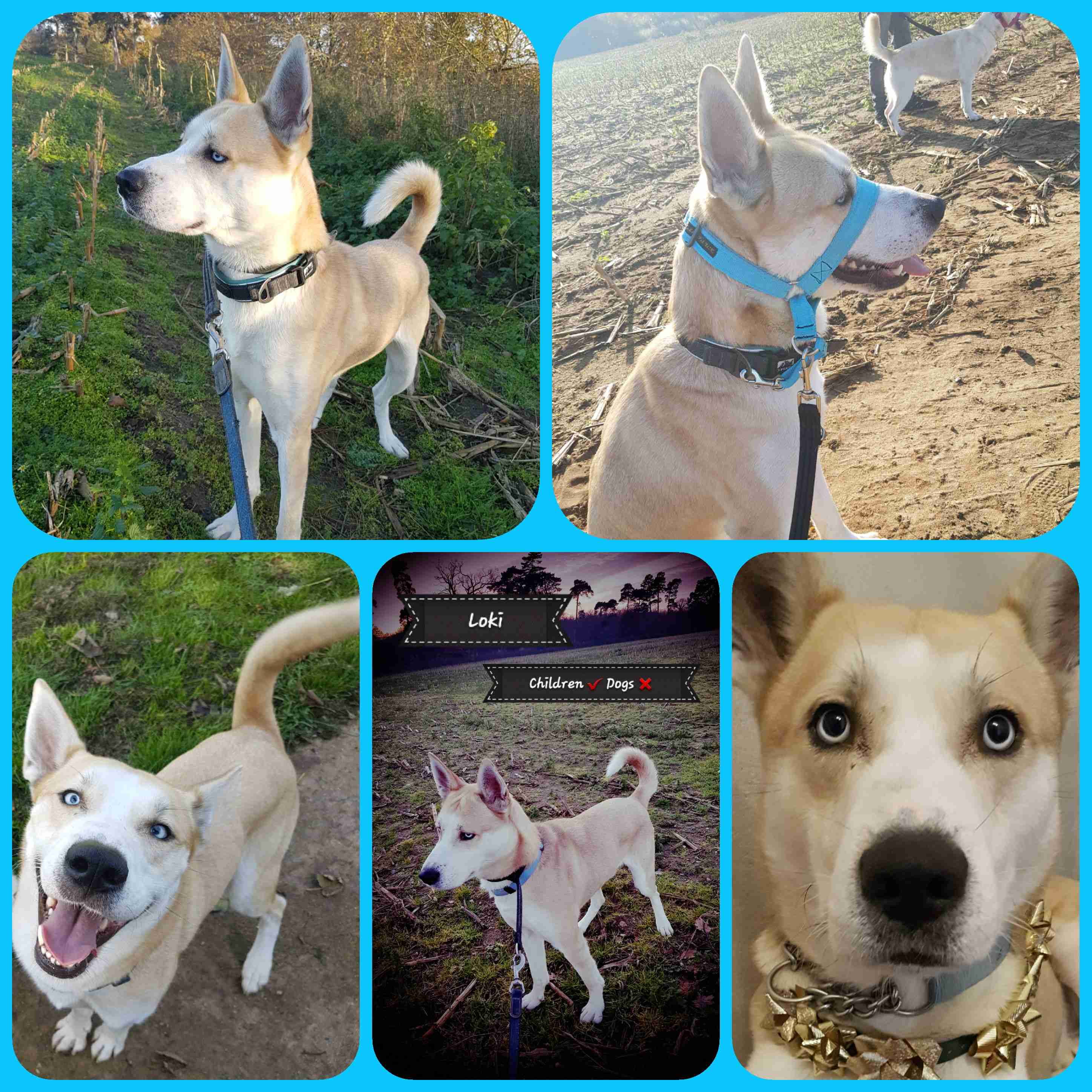 Posts by Canine Welfare Rescue Centre Suffolk Dogs for Adoption