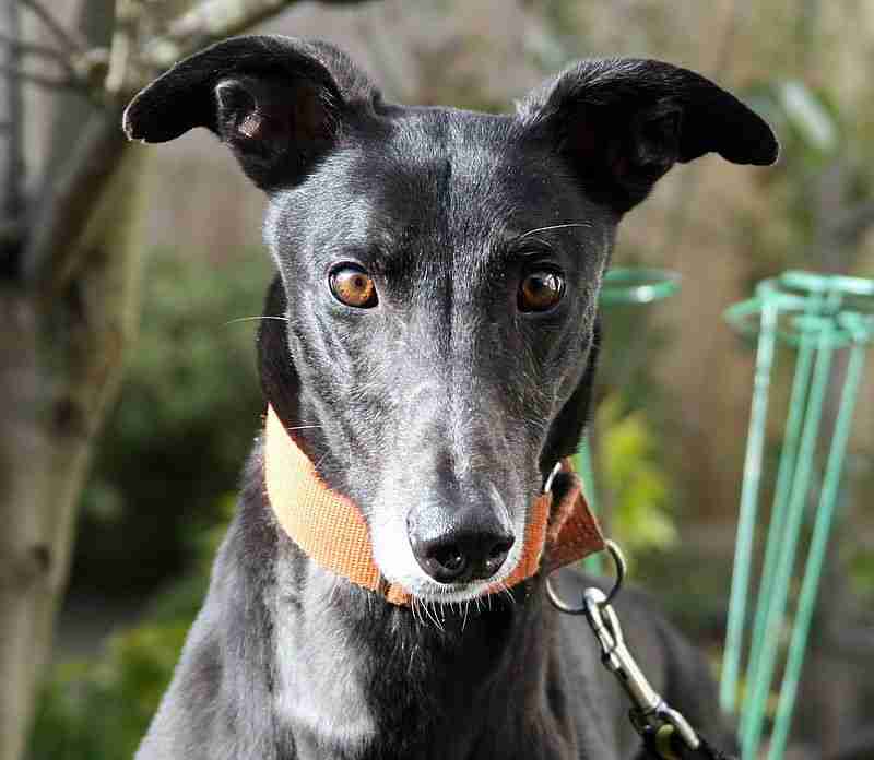 Posts By Greyhound Gap Dogs For Adoption Rescue DogsBlog