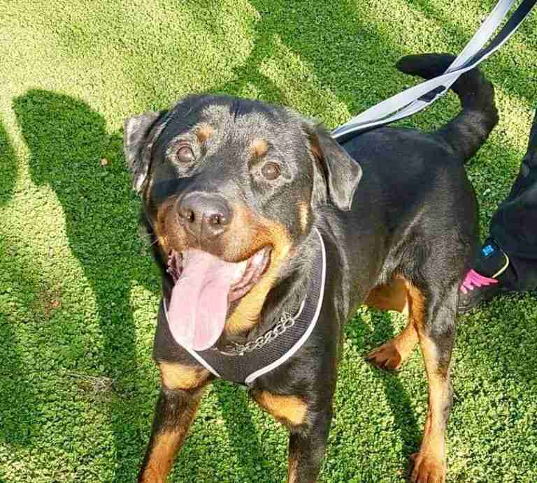 Posts by All Animals Rescue and Rehome Essex Dogs for Adoption & Rescue Page 4 Posts by All Animals Rescue and Rehome Essex Dogs for Adoption & Rescue Page 4
