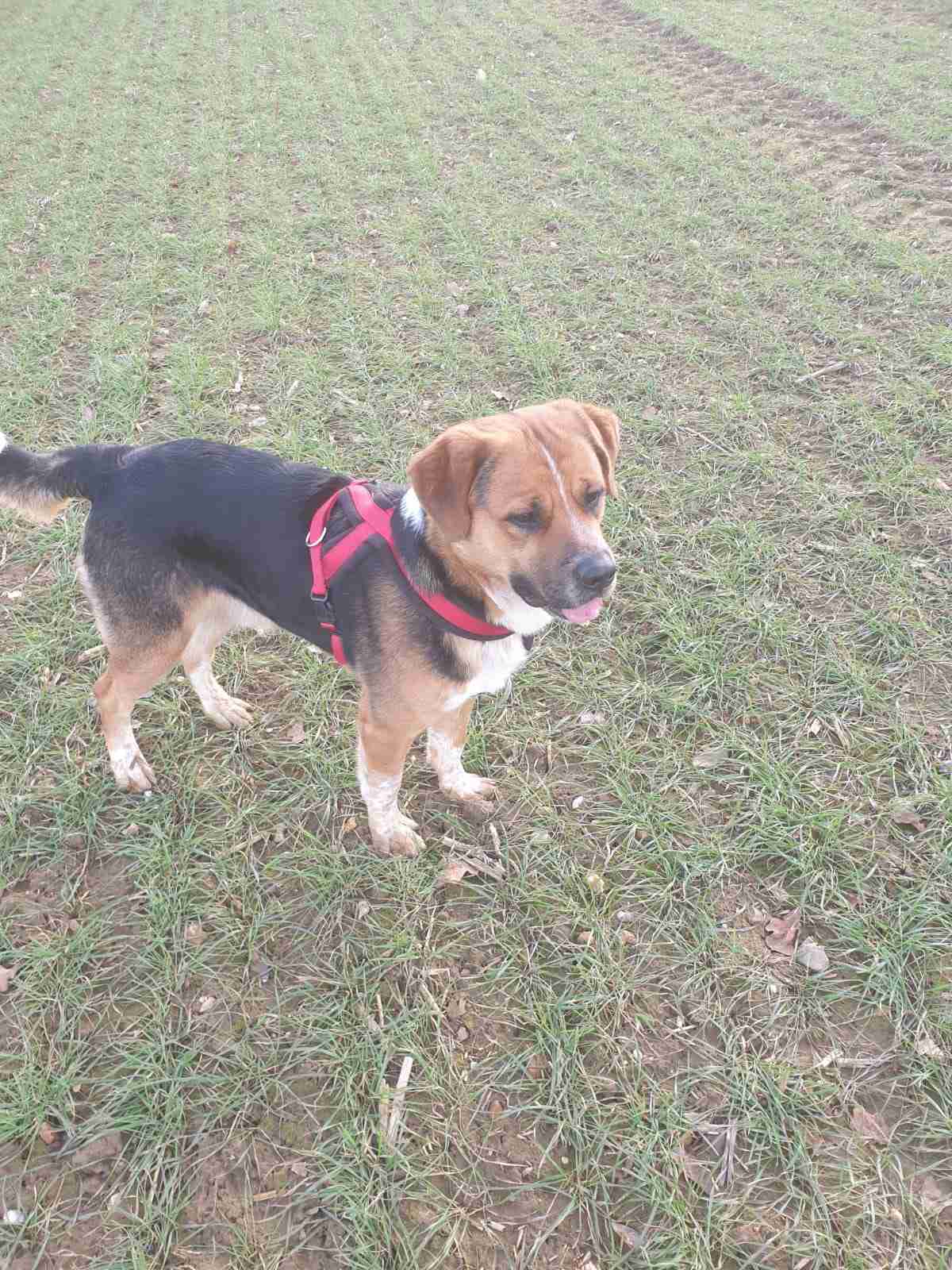 Posts by Canine Welfare Rescue Centre Suffolk Dogs for Adoption