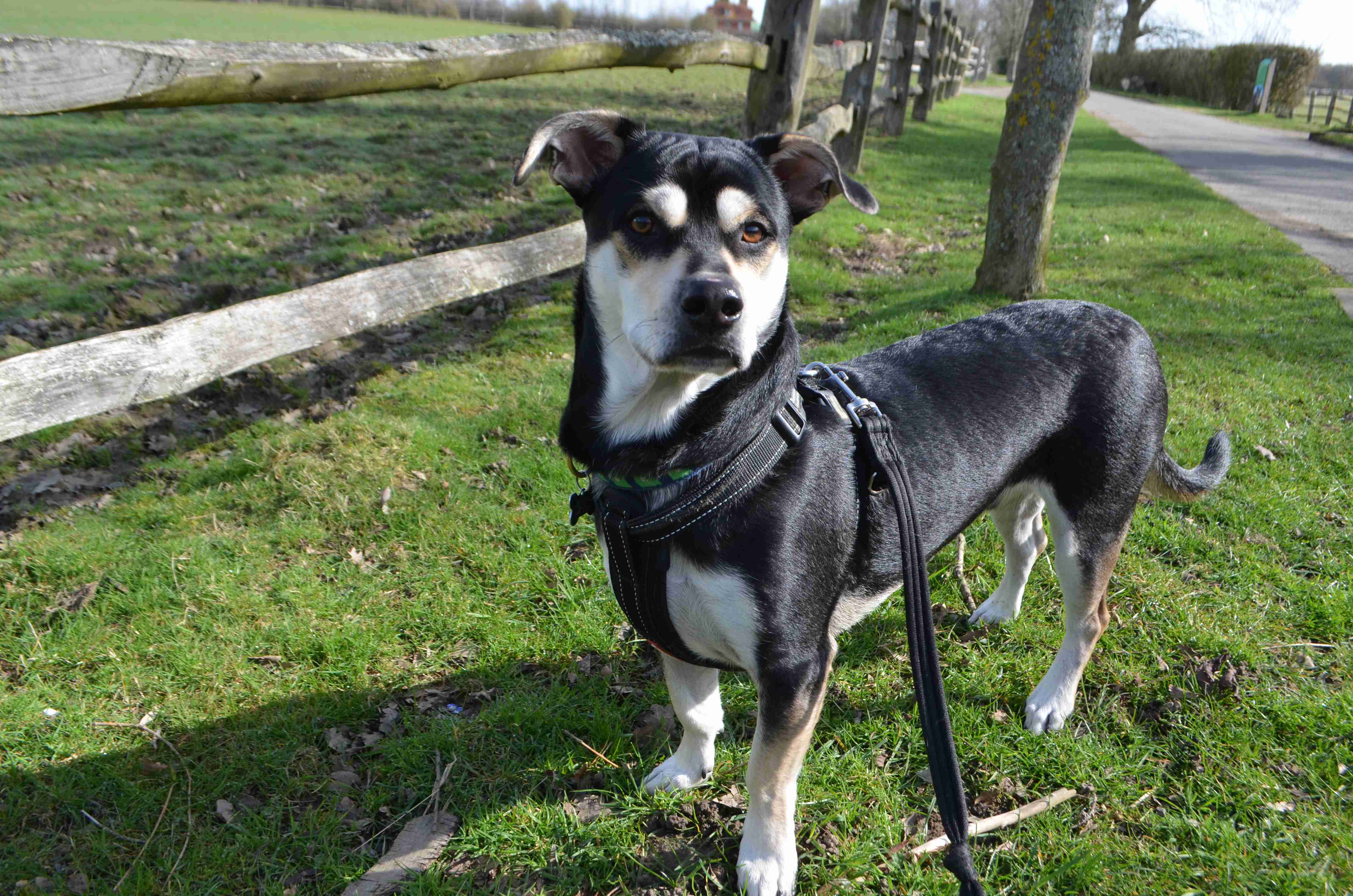 Alfie 2 year old male CrossBreed dog for adoption