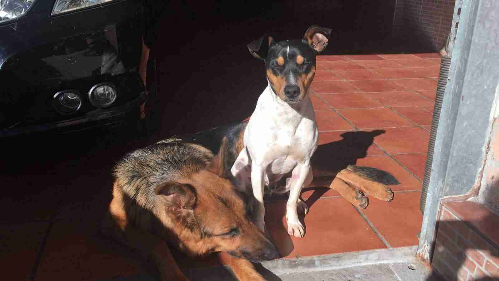 Arnie 2 year old male Ratonero Bodeguero Andaluz