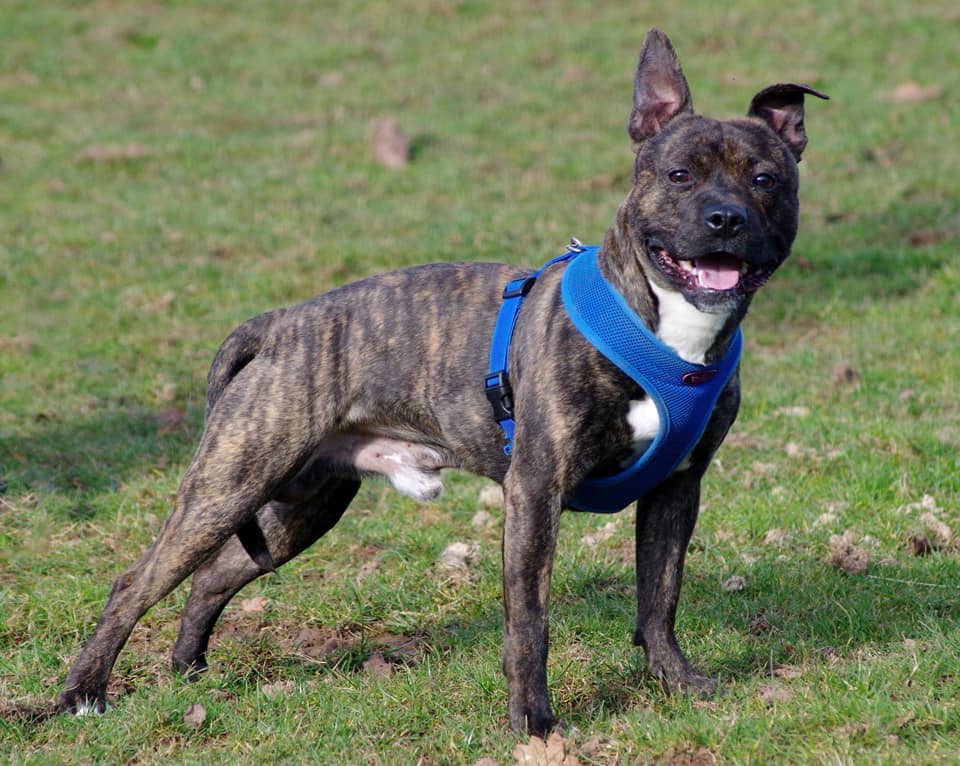 Mike – 18 month old male Staffordshire Bull Terrier dog ...