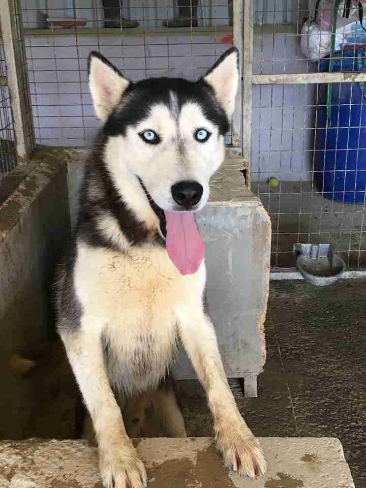 Andreas – 2 year old male Husky dog for adoption