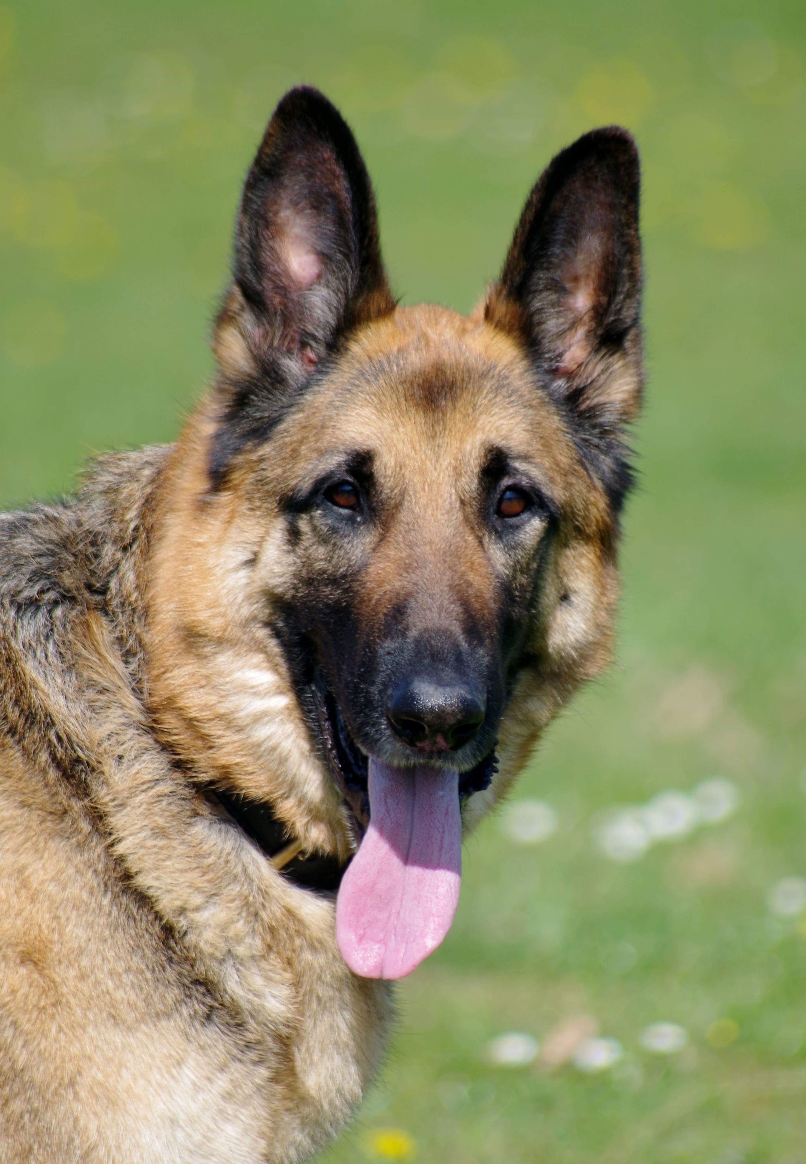 Bruce 2 Year Old Male German Shepherd Dog For Adoption