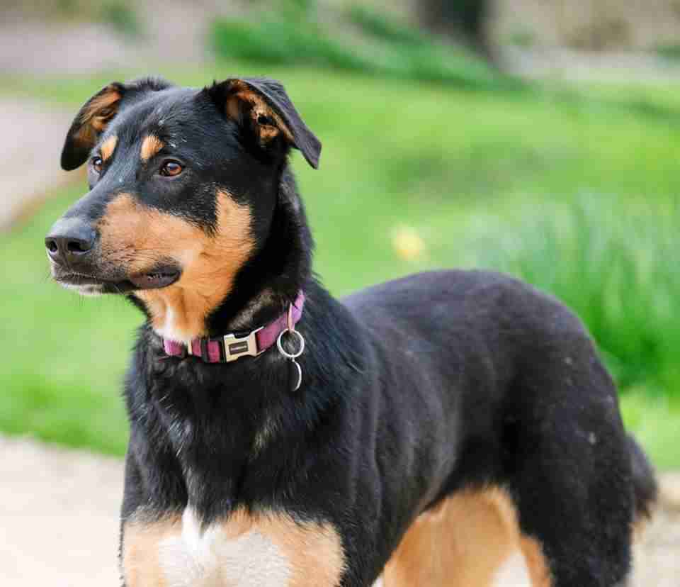 Chase – 18 month old male Cross-Breed dog for adoption