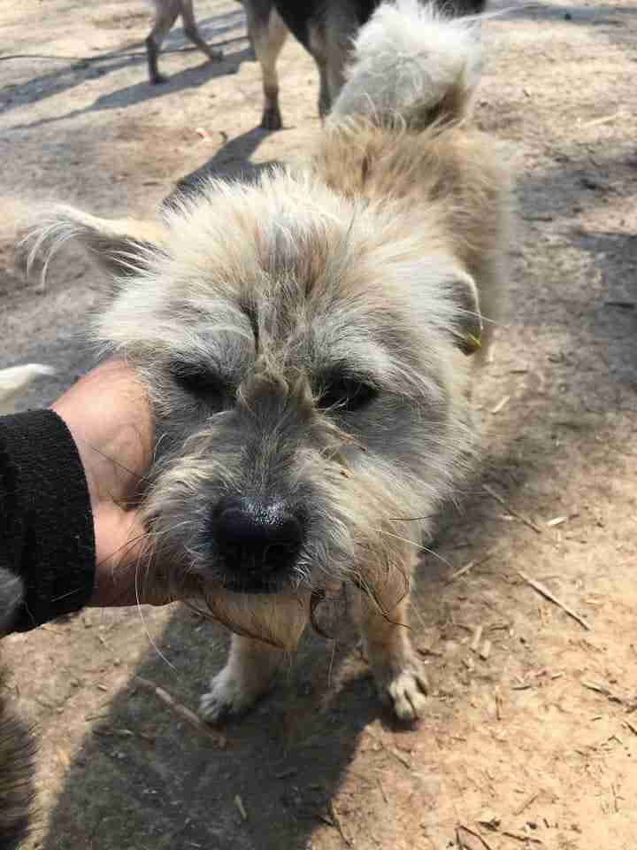 Maddy – 2 year old female Cross-Breed dog for adoption