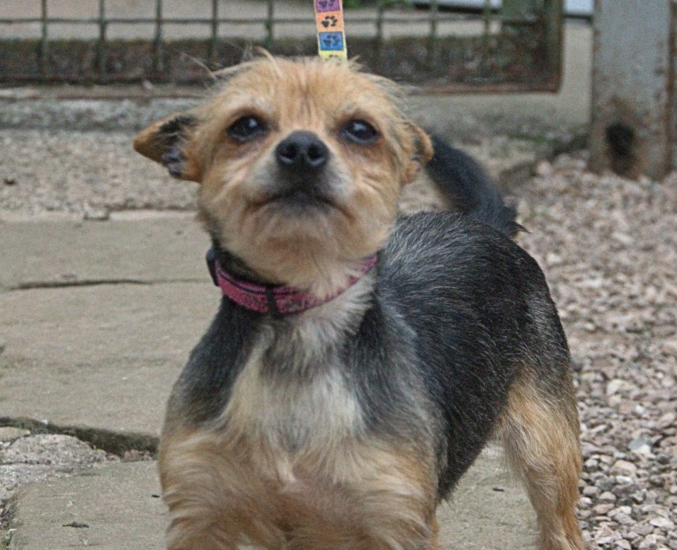 Pepper – 5 year old female Yorkshire Terrier cross Chihuahua dog for