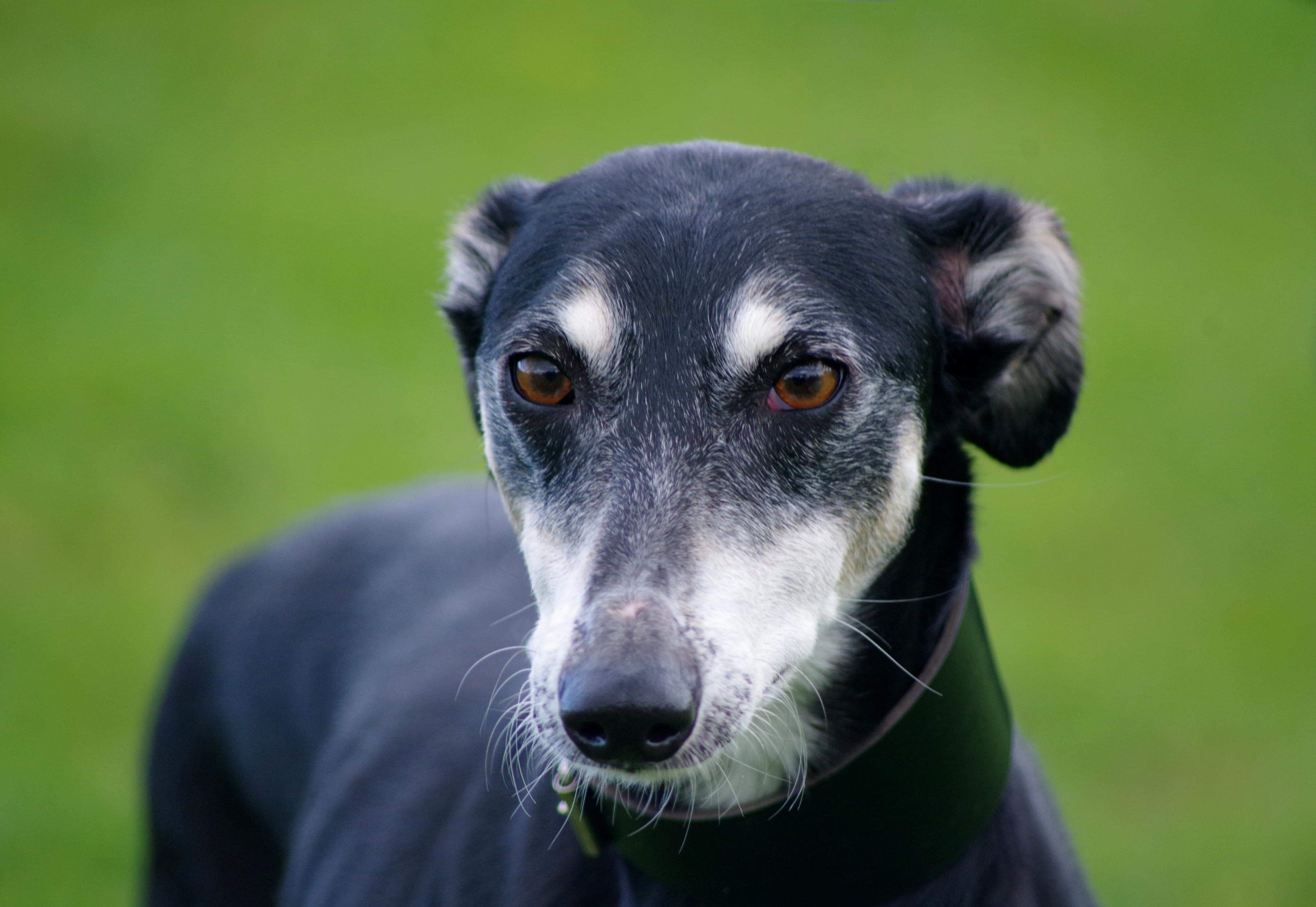 Sweetie 8 year old female Lurcher dog for adoption