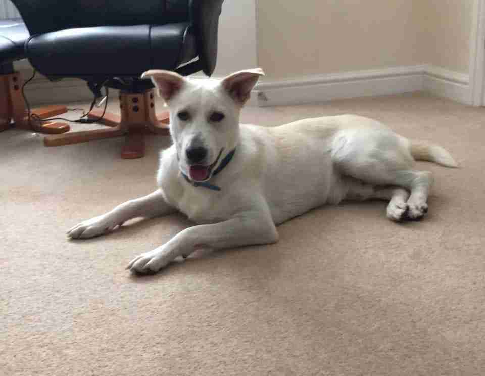 Clint 9 month old male CrossBreed dog for adoption