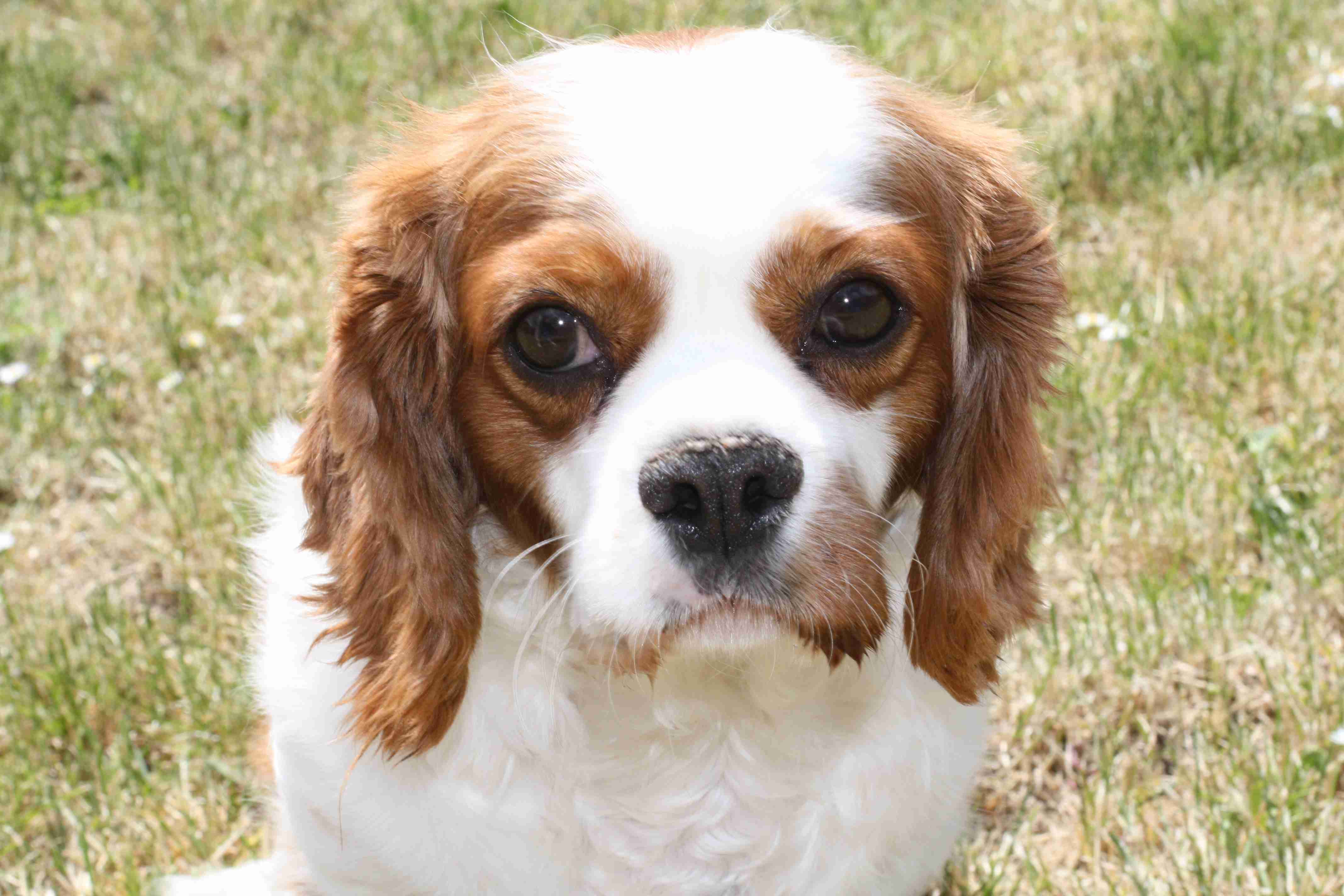 Nellie 3 year old female Cavalier King Charles Spaniel dog for adoption