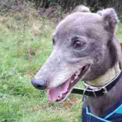 Posts by Lurcher SOS Surrey | Dogs for Adoption & Rescue ...