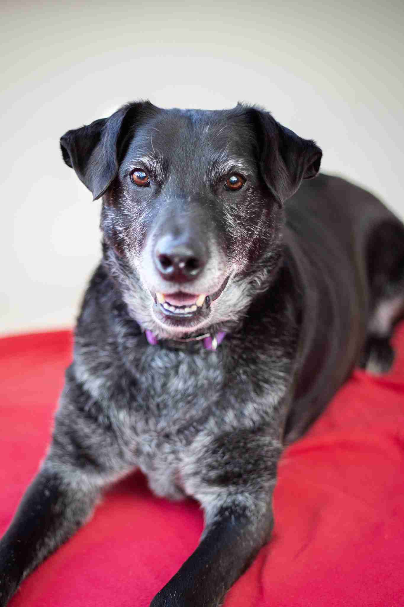 Bert – 10 year old male Labrador Cross dog for adoption
