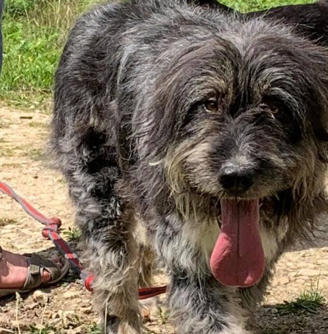 Ludwig – 5 year old male Bearded Collie Cross dog for adoption