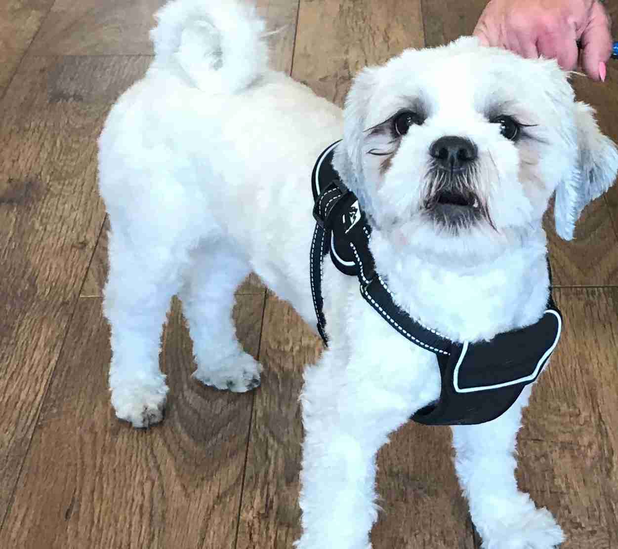 Theodore – 1 year old male Shih Tzu cross Poodle dog for adoption