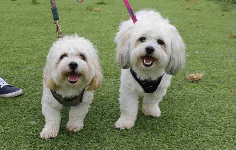 Tobi and Mitzi 2 year old male and female Shih Tzu cross