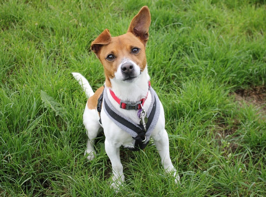 Milo 4 year old male Jack Russell Terrier dog for adoption