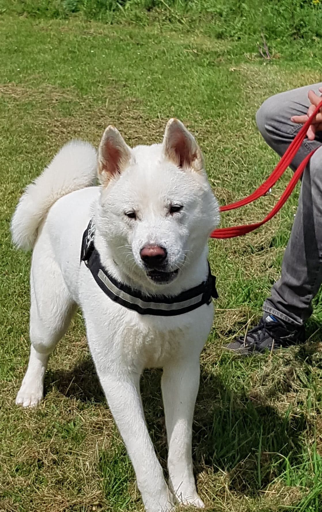 Alaska – 1 year old female Akita dog for adoption