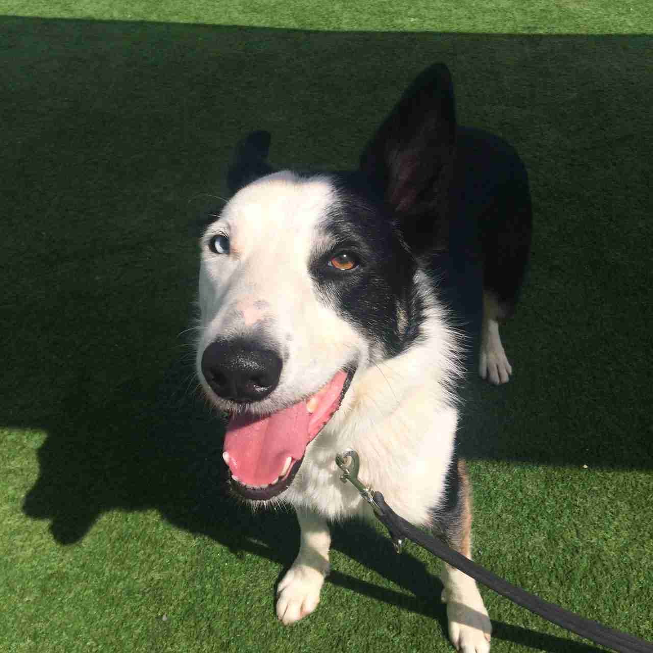 Bailey – 4 year old male Border Collie dog for adoption