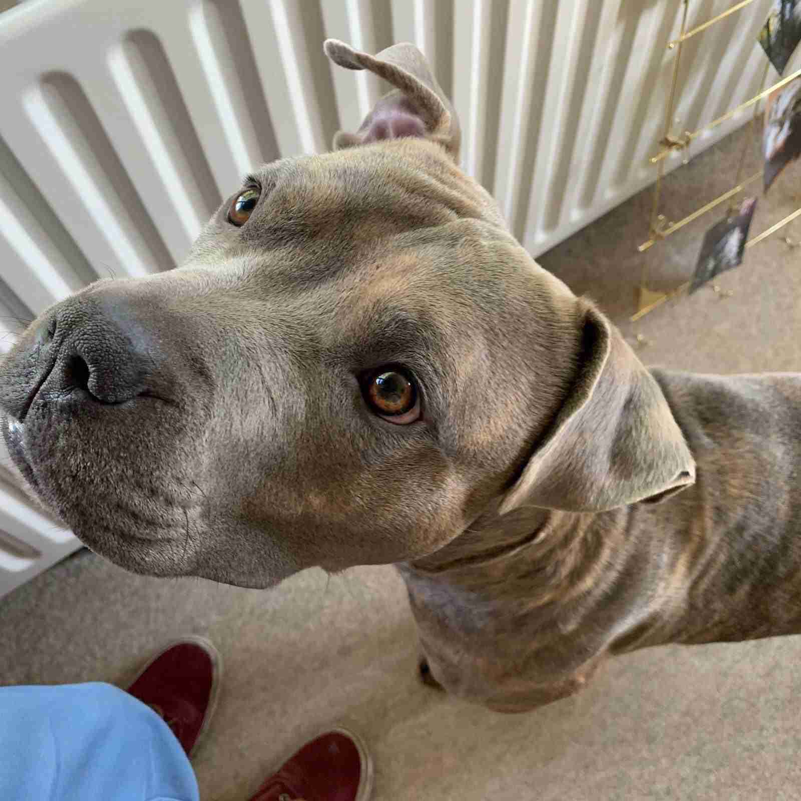 Halo 3 year old male Staffordshire Bull Terrier cross Cane Corso dog for adoption