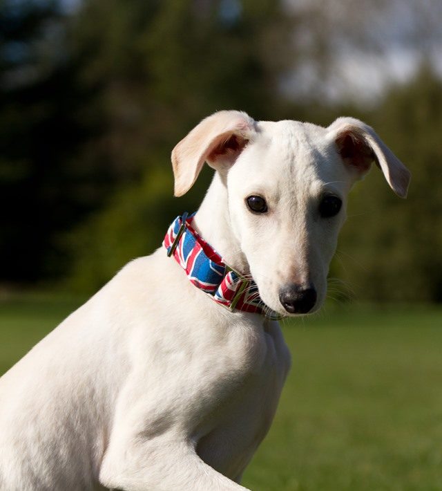 Jonathan – 5 month old male Saluki cross Lurcher dog for adoption