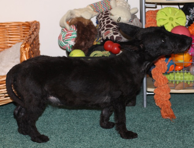 Mary – 5 year old female Scottish Terrier dog for adoption