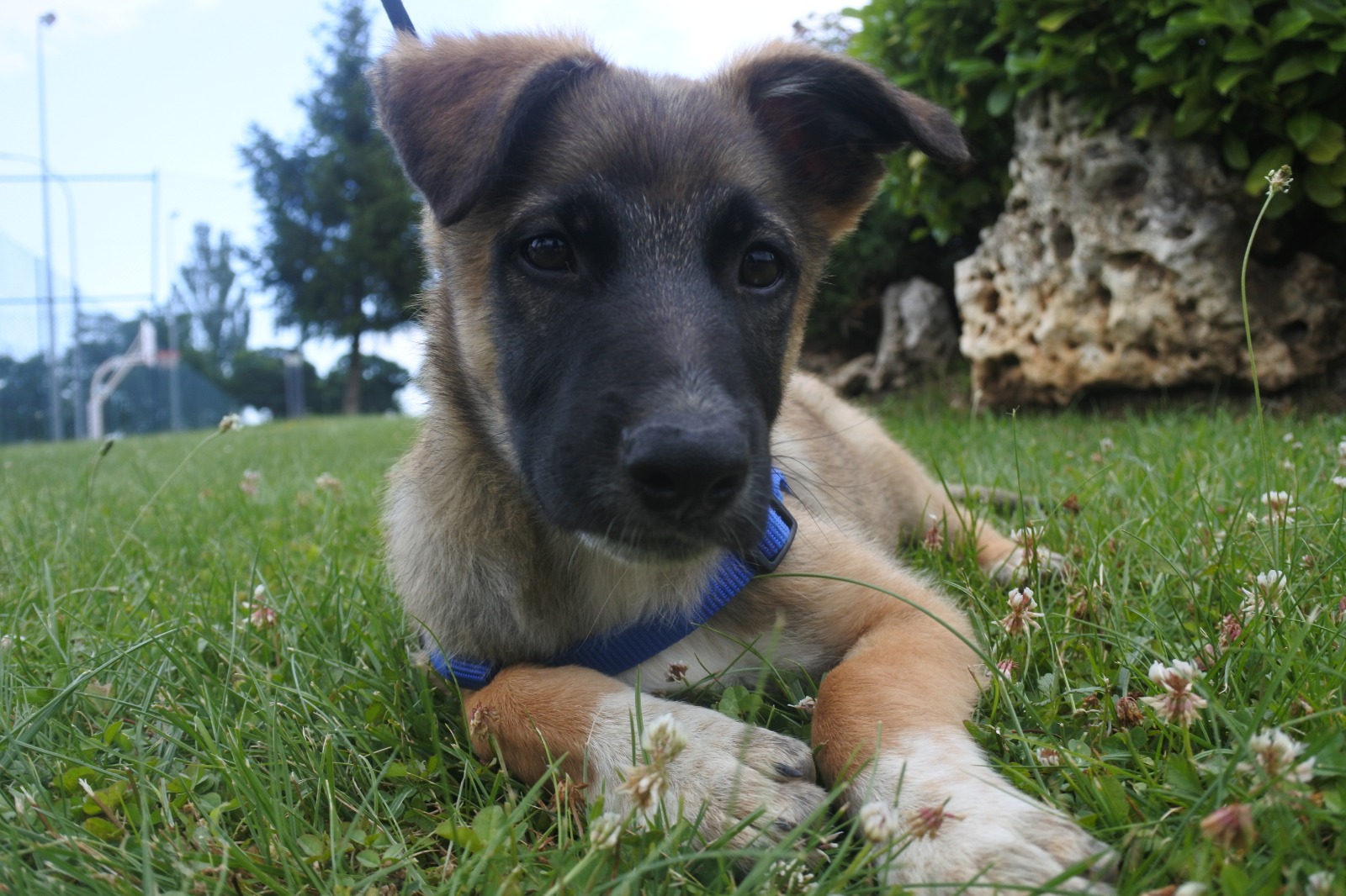 Percy – 3 month old male Belgian Shepherd (Malinois) dog ...