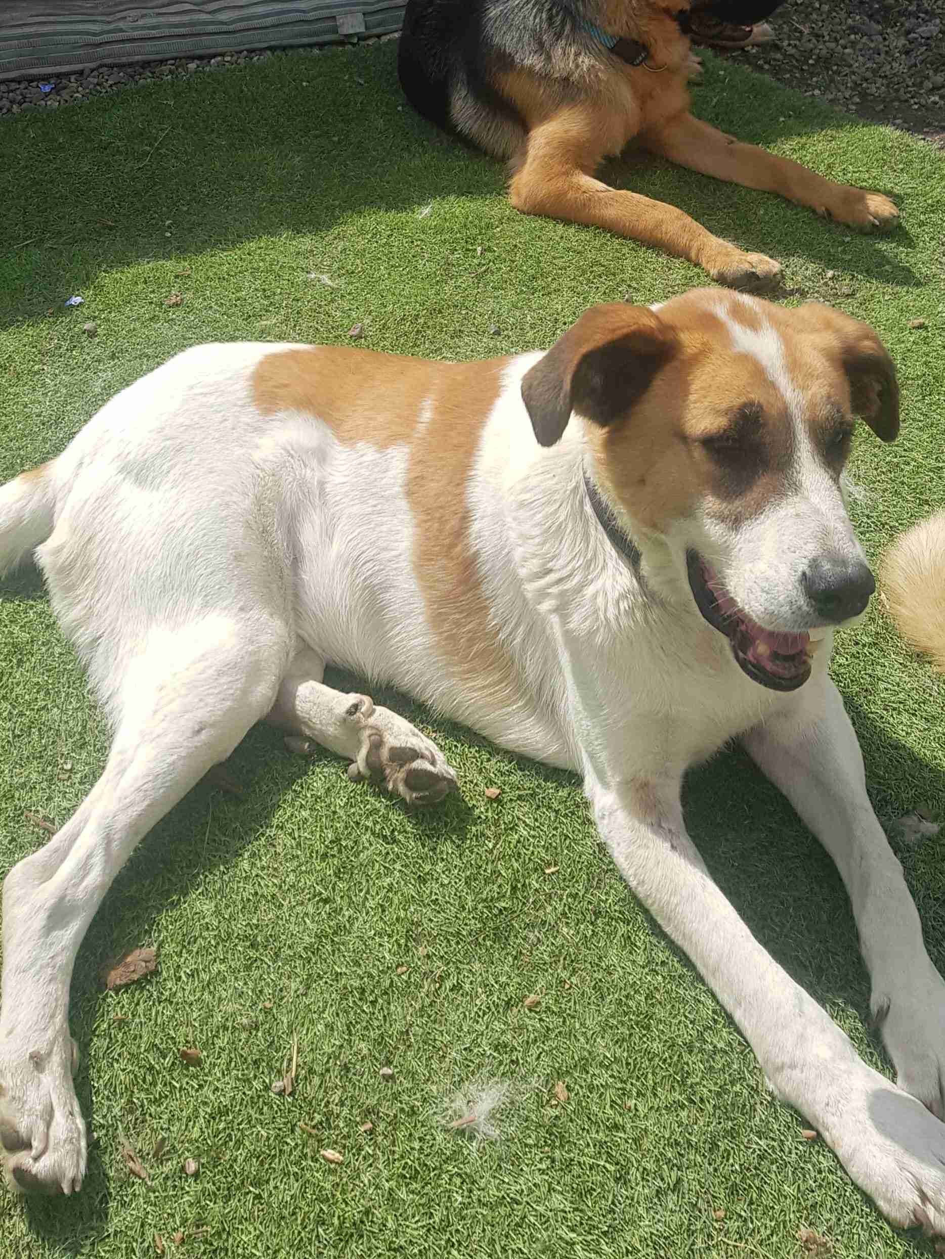 Barney – 3-5 year old male Spanish Mastin Cross dog for adoption