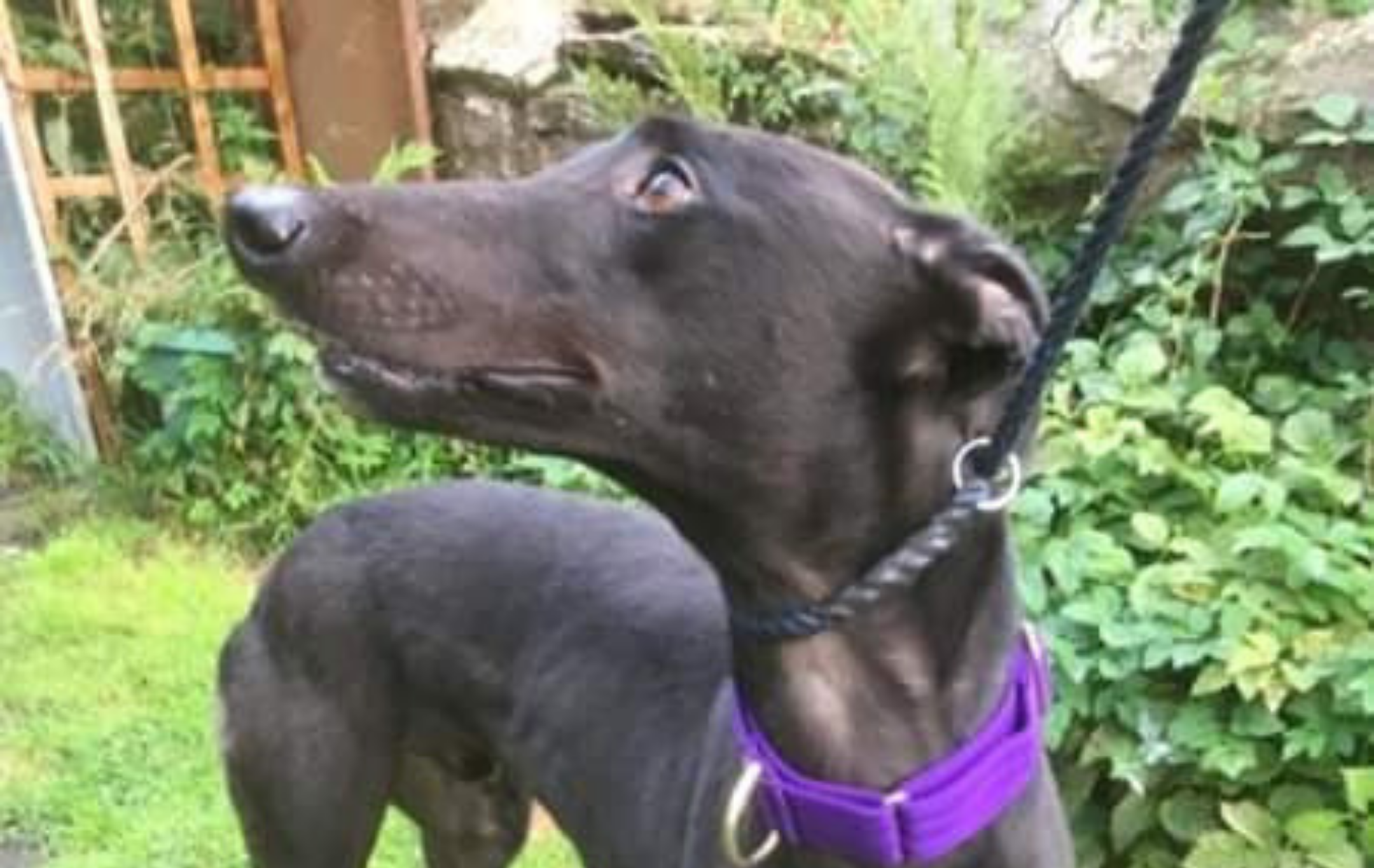 Bono 2 year old male Greyhound dog for adoption
