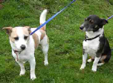 gables dogs for rehoming