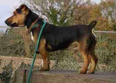 jack russell rottweiler