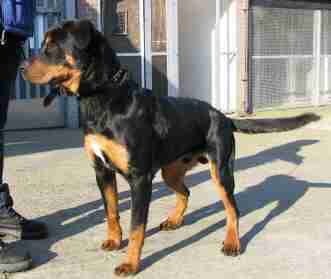 rottweiler pointer mix