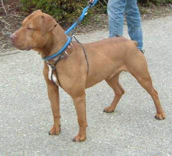 Staff x dogue cheap de bordeaux