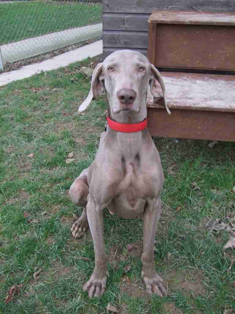 weimaraner 1 year old