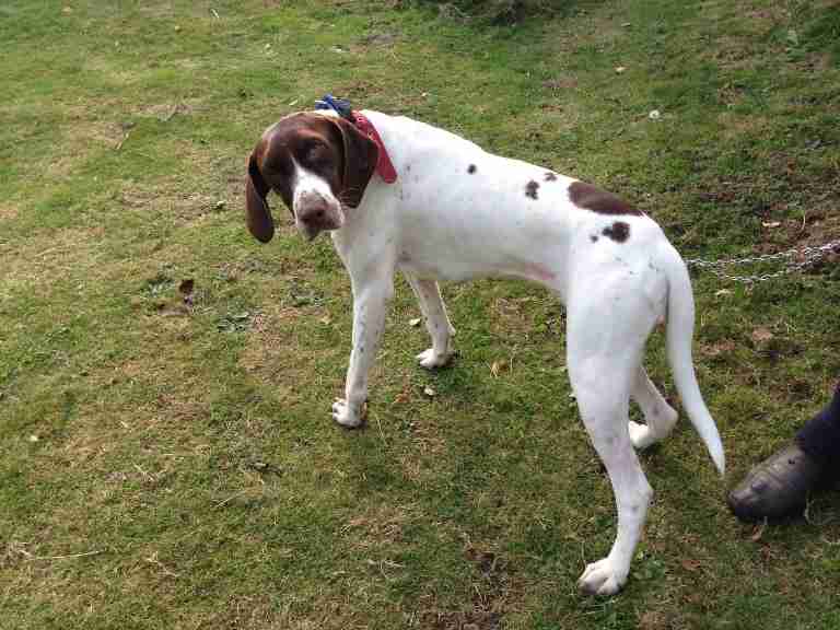 pointer female