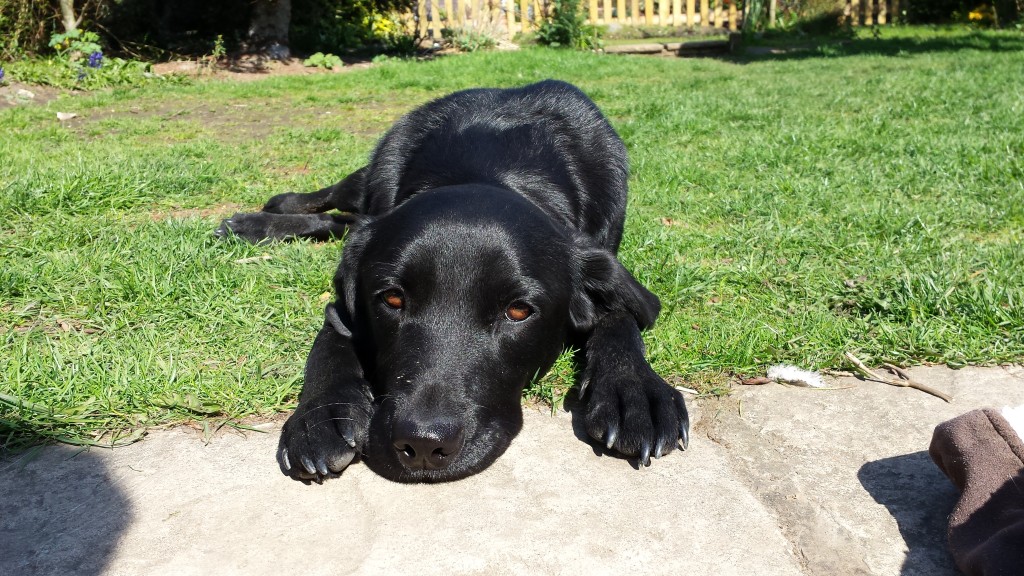 Whoopi – 2 year old female Labrador dog for adoption