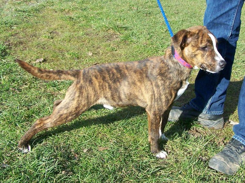 brindle staffy whippet cross