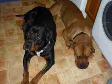 white patch on rottweiler chest