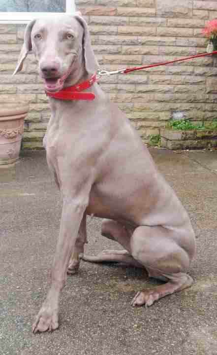 weimaraner female size