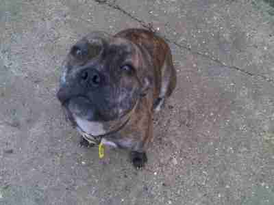 pug staffordshire bull terrier mix