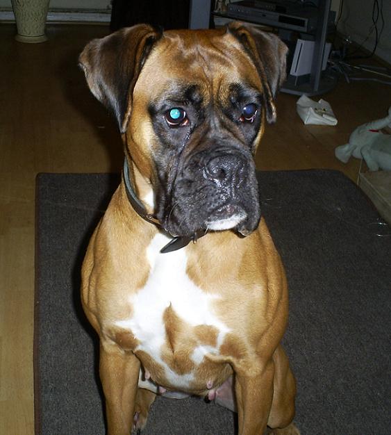 Bella - 2 year old female Boxer available for adoption